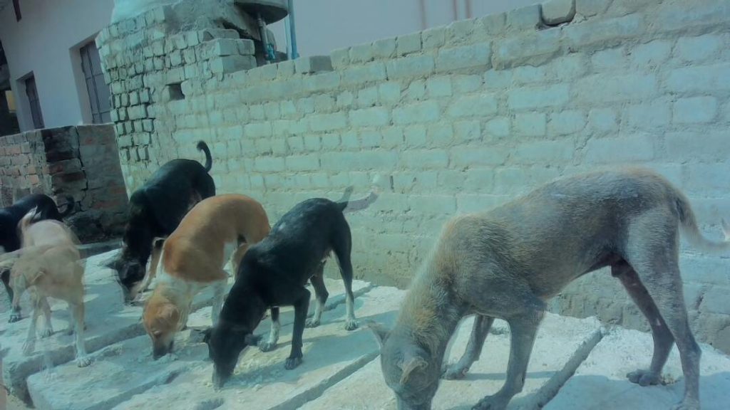 street dogs feeding odisha