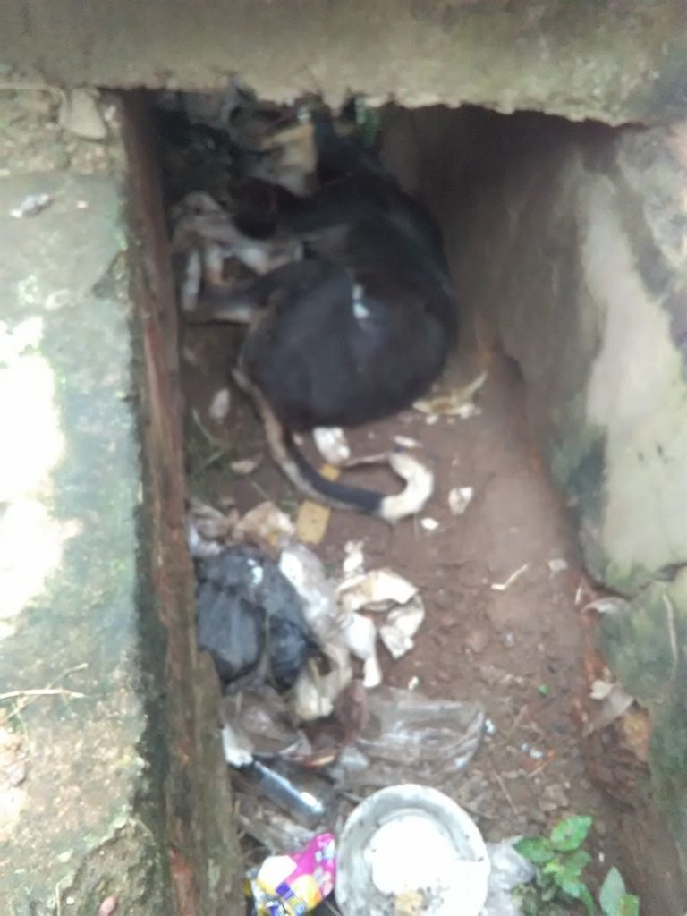 Street Dog Rescued In Bhubaneswar | Rehabitat Animal Welfare