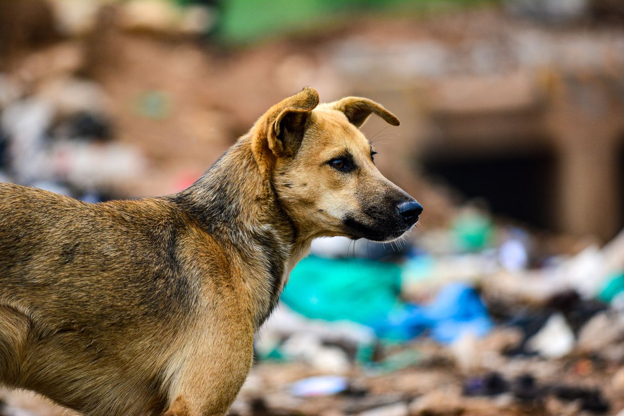 Portrait of a stray dog amidst urban surroundings in Kampala, Uganda.
